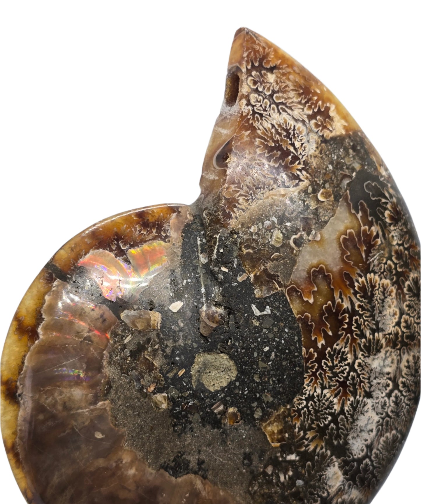 AMMONITE PAIR #22