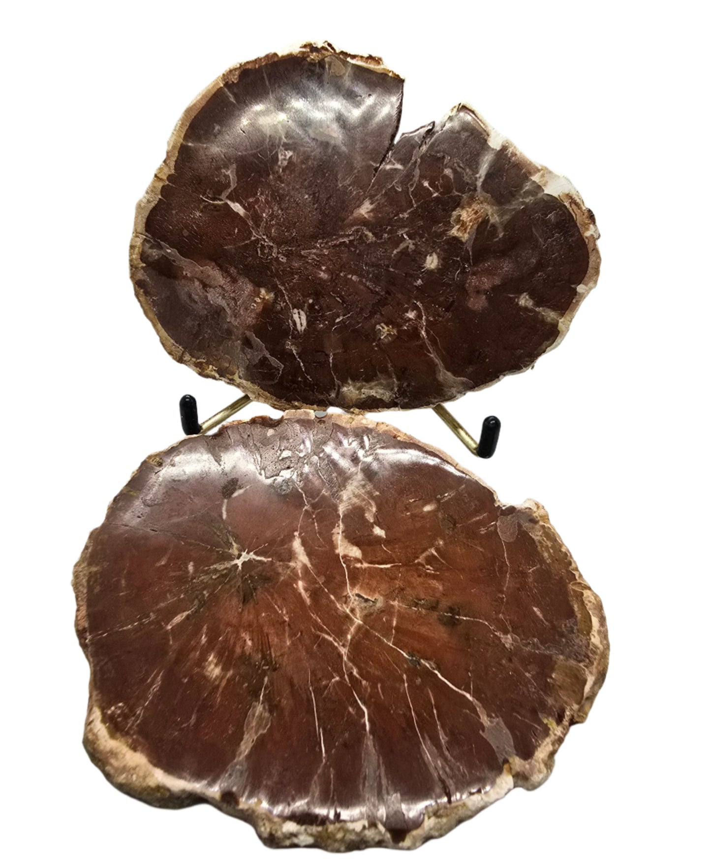 PETRIFIED WOOD SPECIMENS