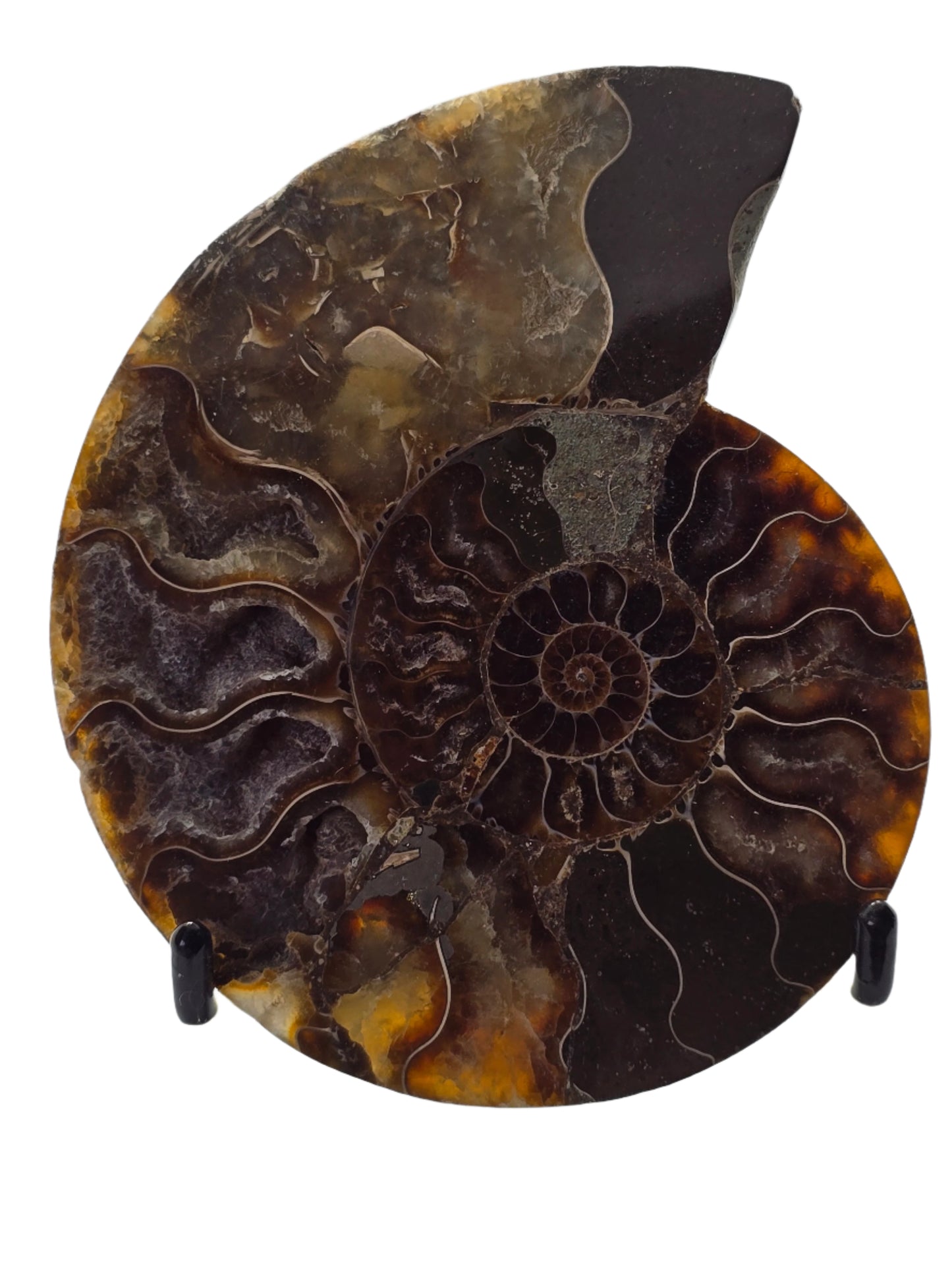 AMMONITE PAIR #23