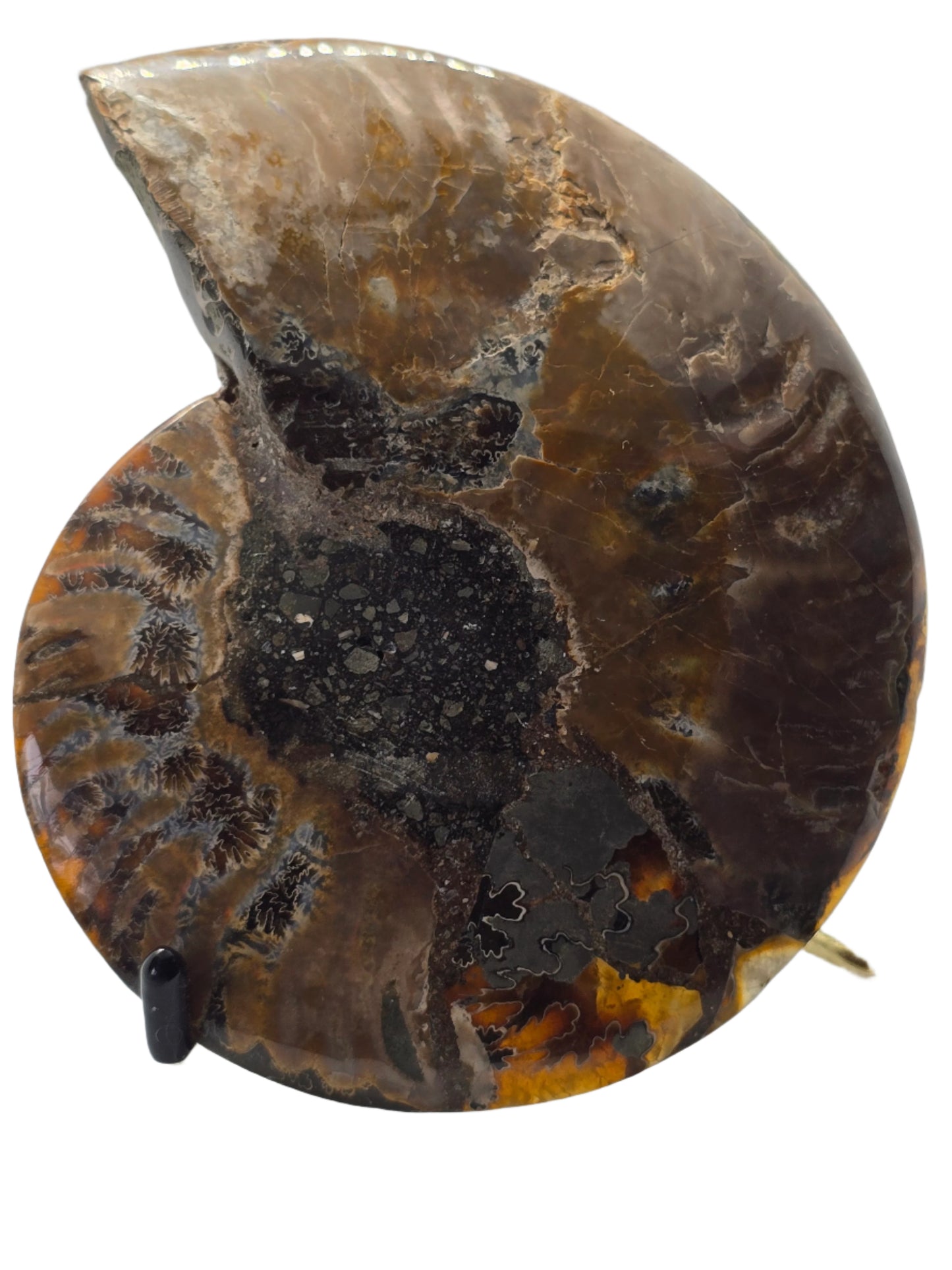 AMMONITE PAIR #23