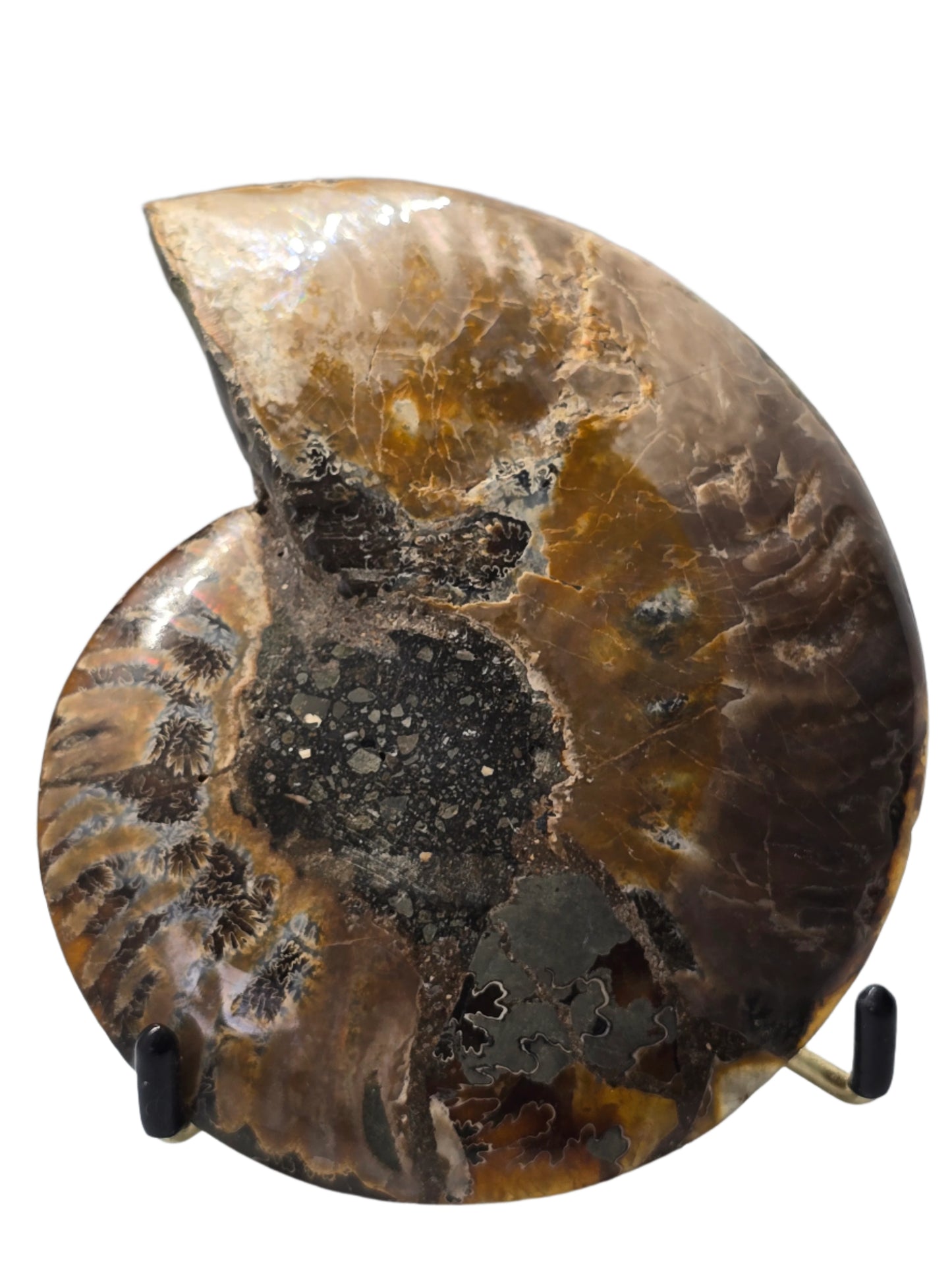 AMMONITE PAIR #23