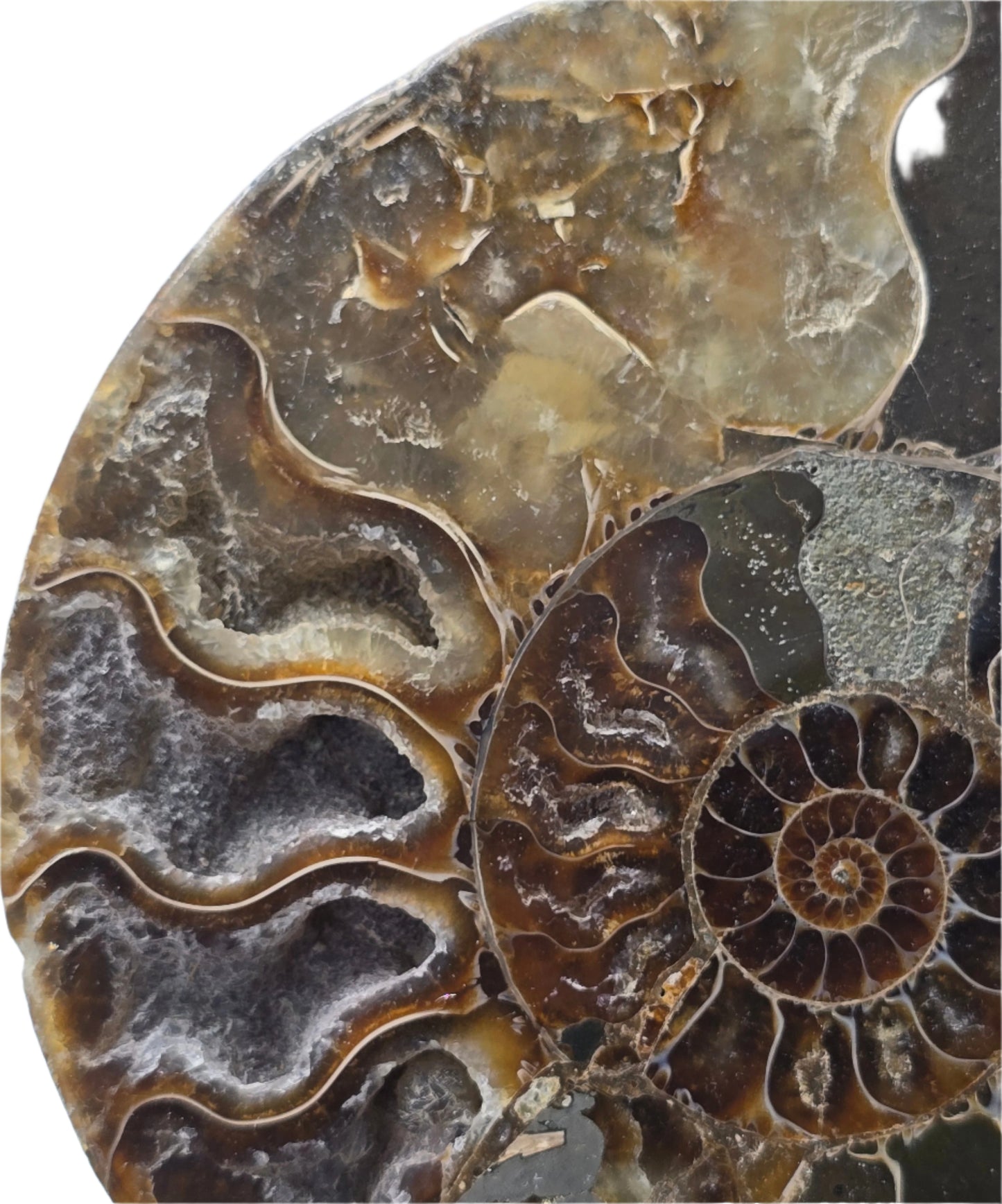 AMMONITE PAIR #23