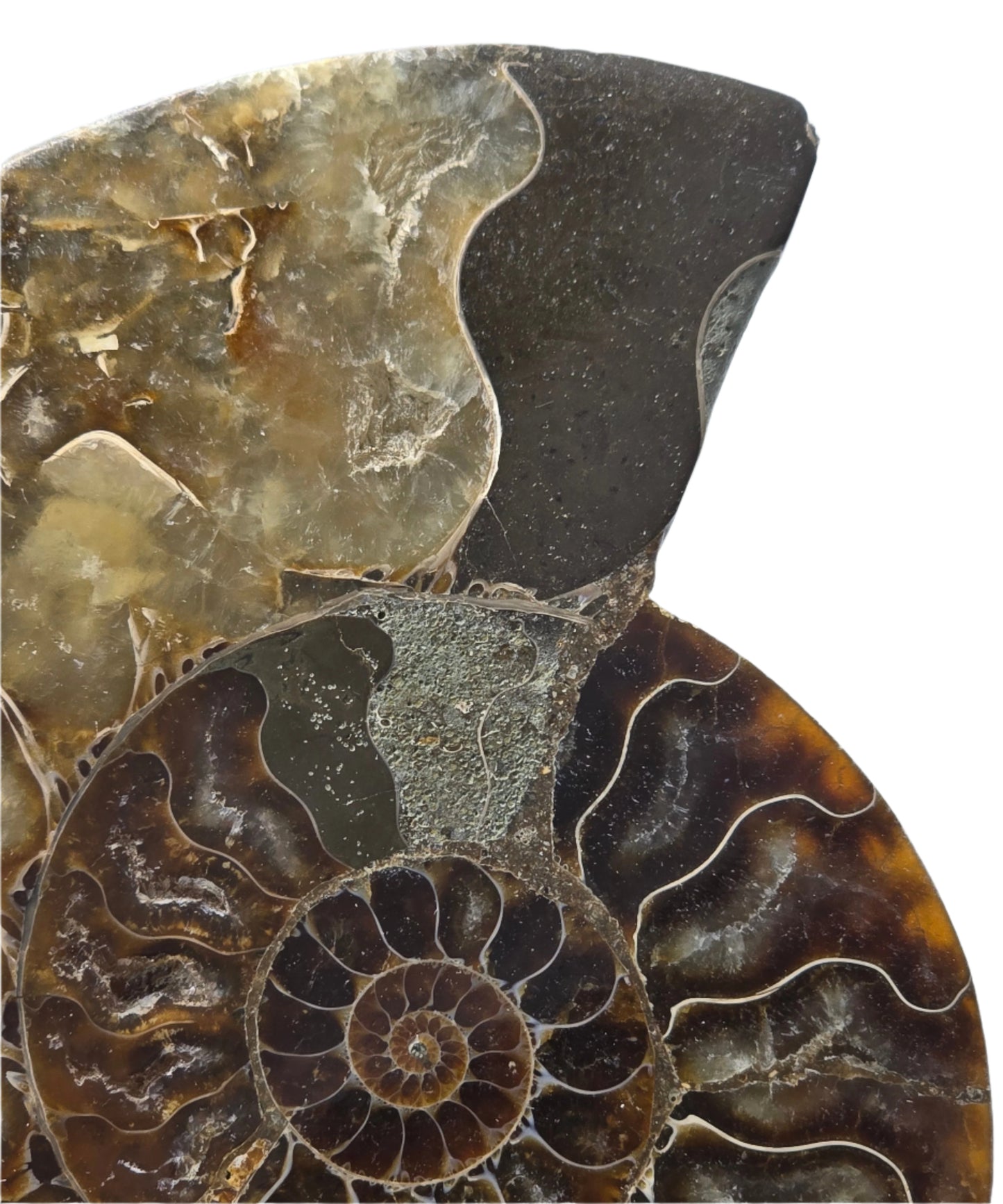 AMMONITE PAIR #23