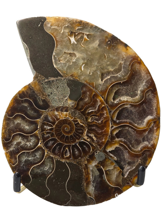 AMMONITE PAIR #23