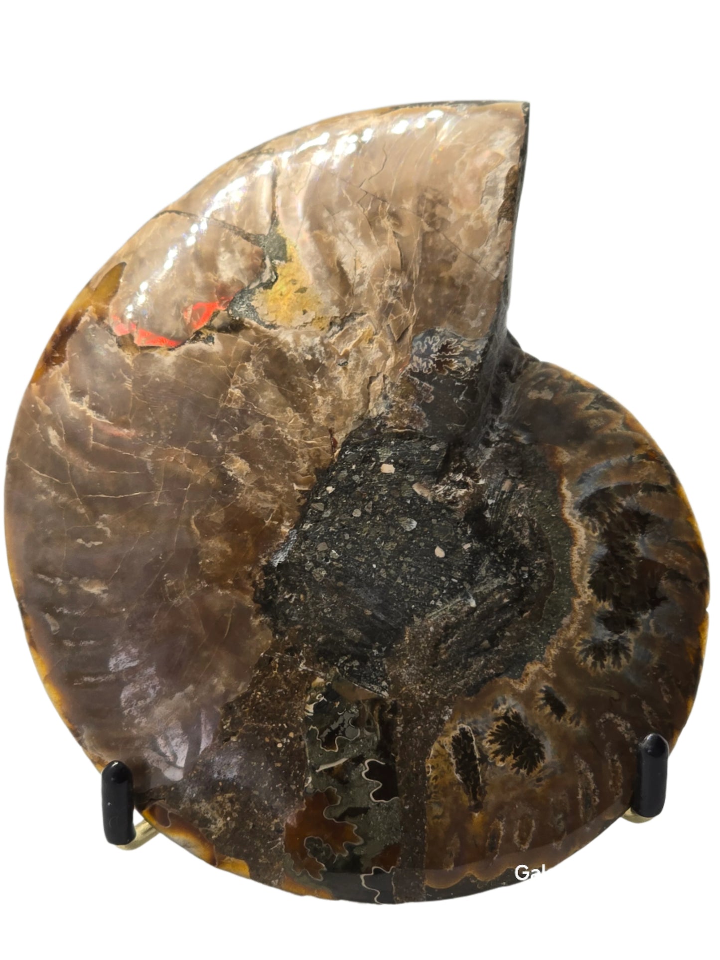 AMMONITE PAIR #23