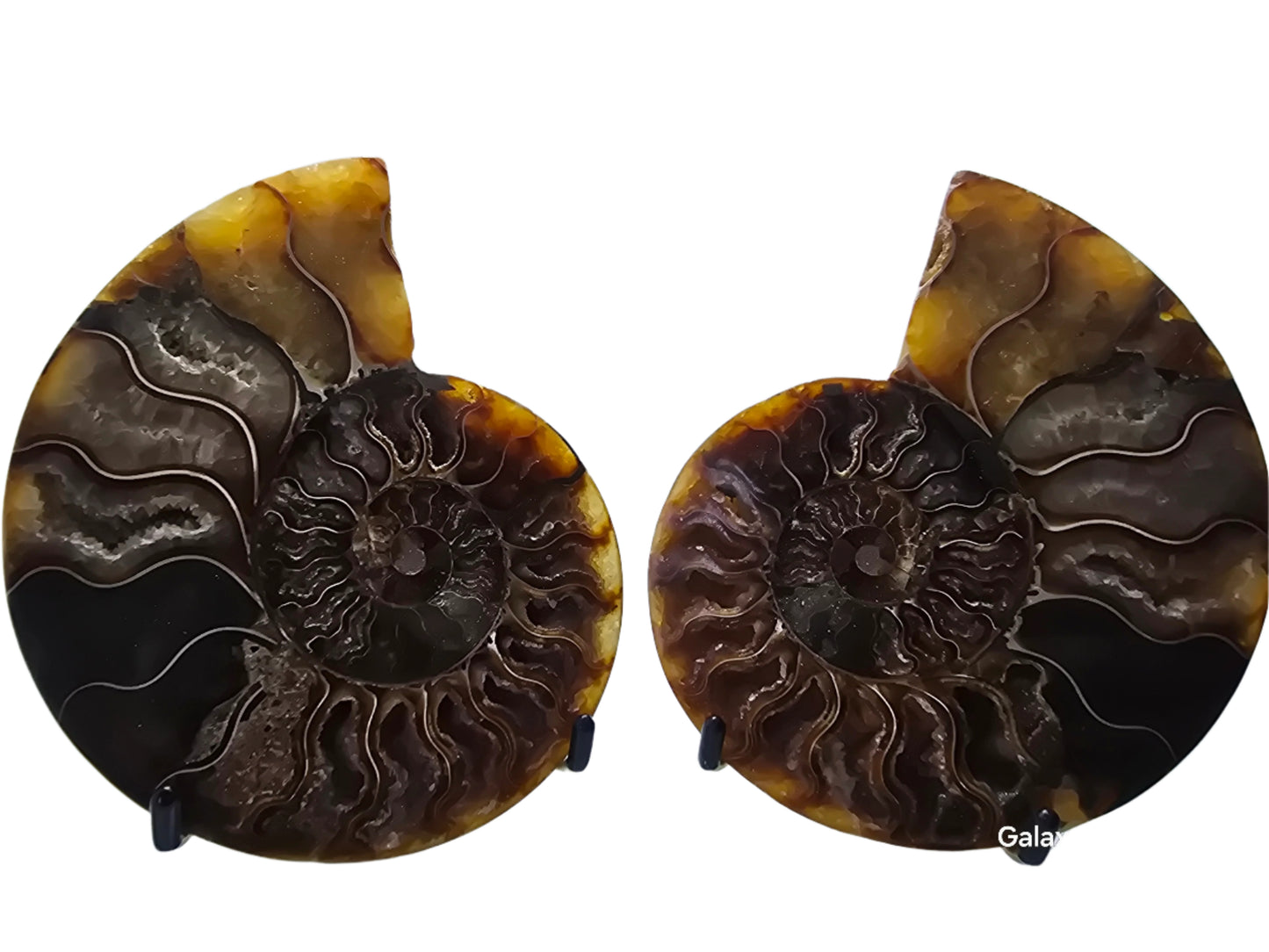 AMMONITE PAIR #22
