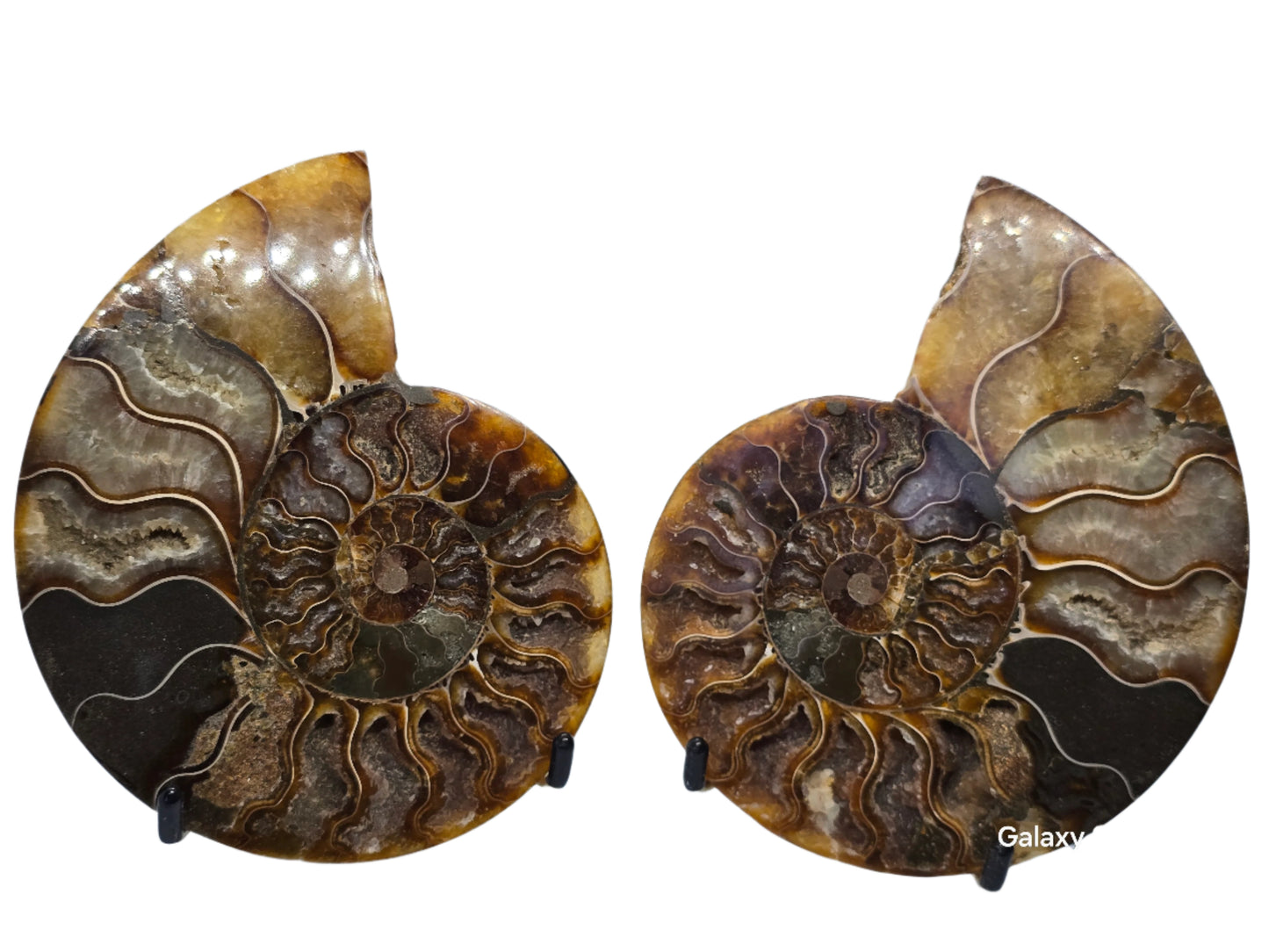 AMMONITE PAIR #22