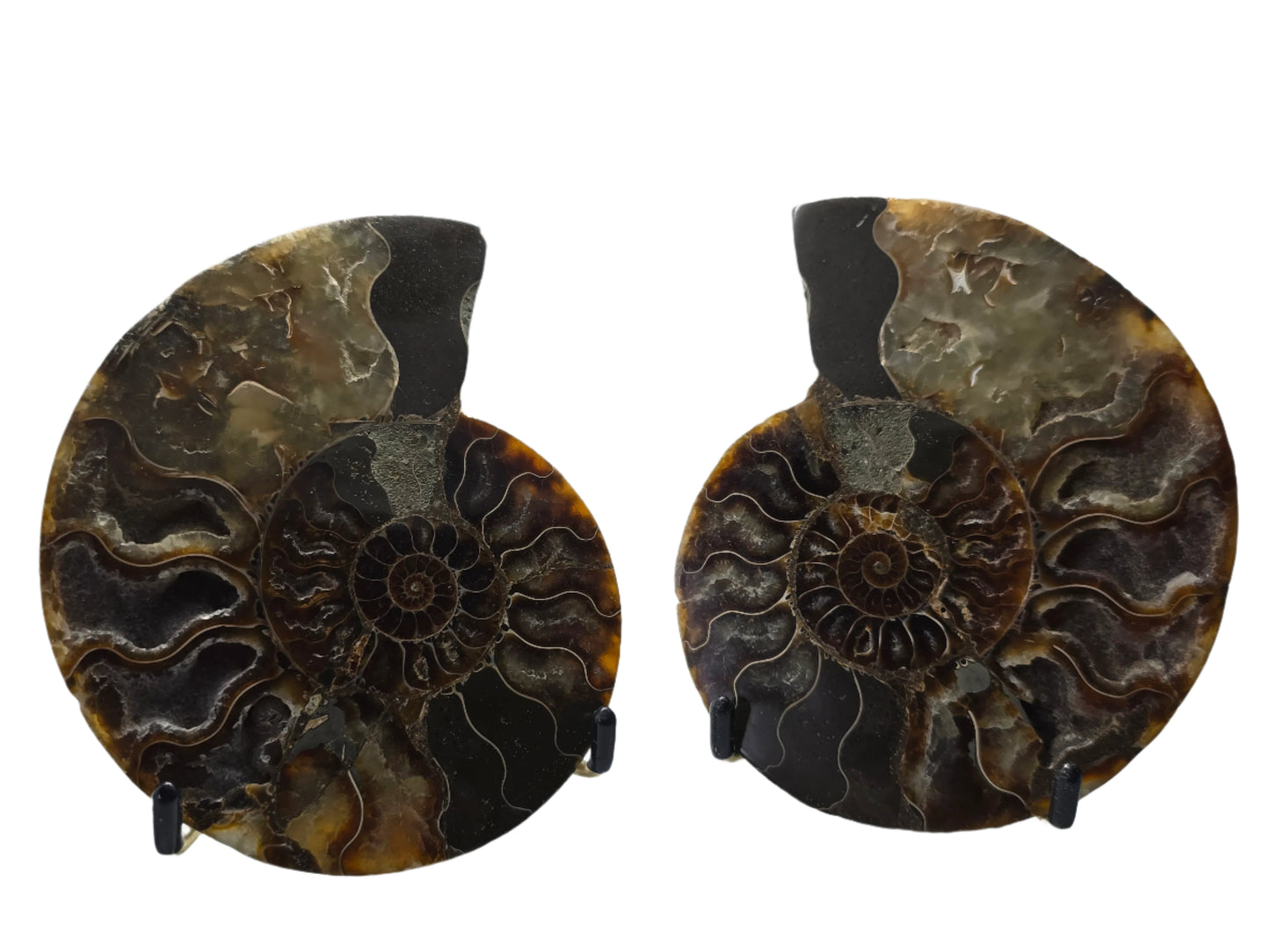 AMMONITE PAIR #23