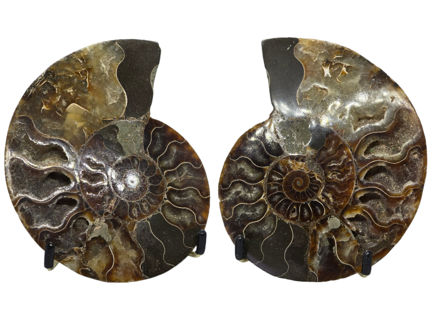 AMMONITE PAIR #23