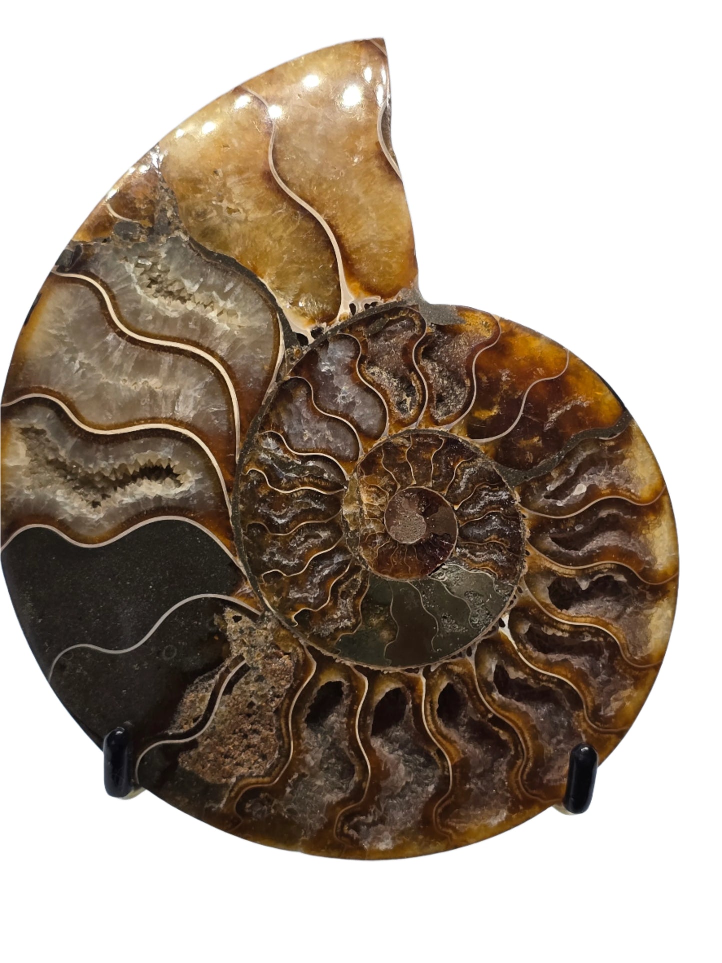 AMMONITE PAIR #22