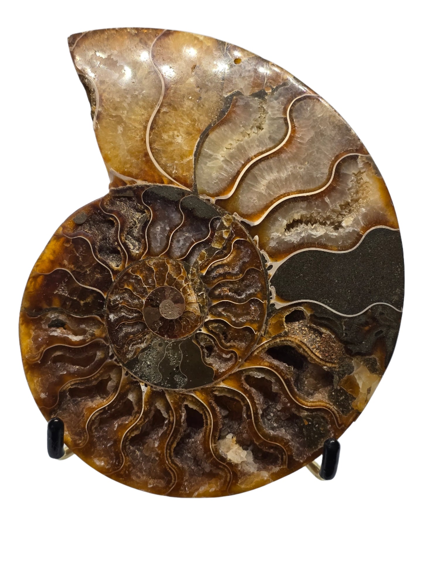 AMMONITE PAIR #22