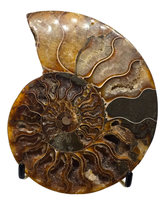 AMMONITE PAIR #22