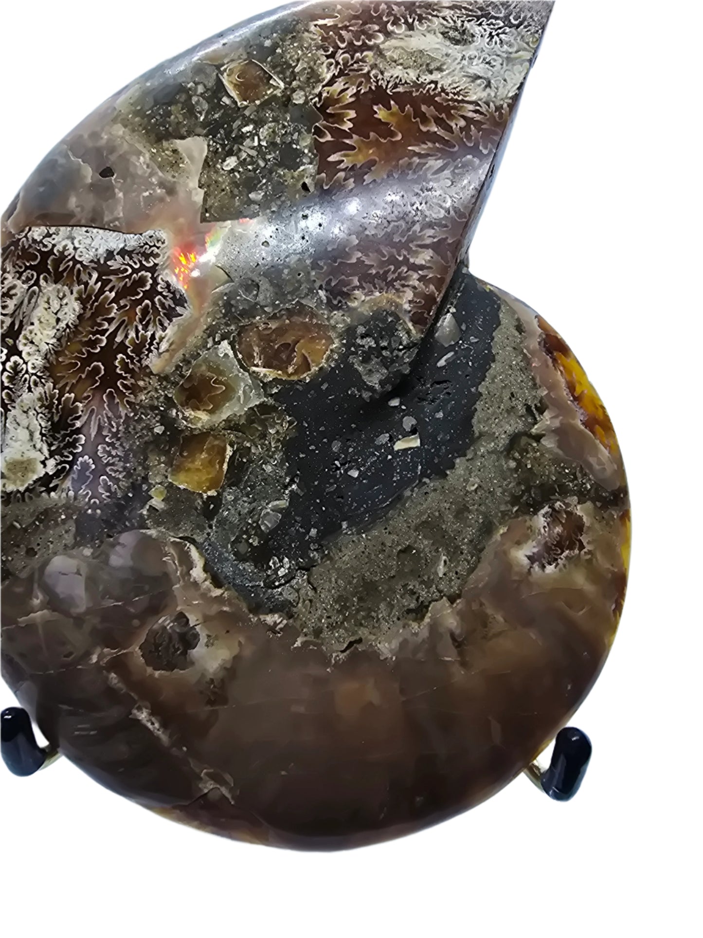 AMMONITE PAIR #22