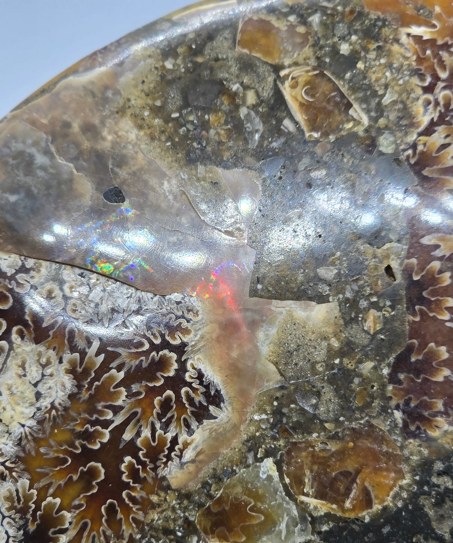 AMMONITE PAIR #22