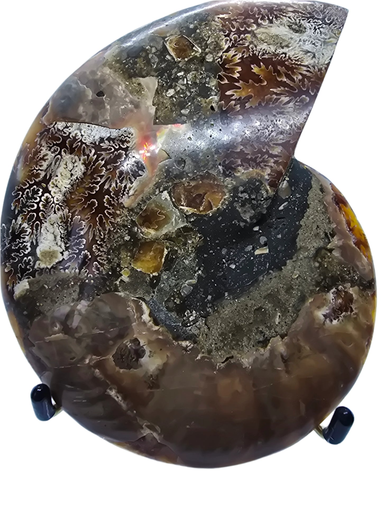 AMMONITE PAIR #22