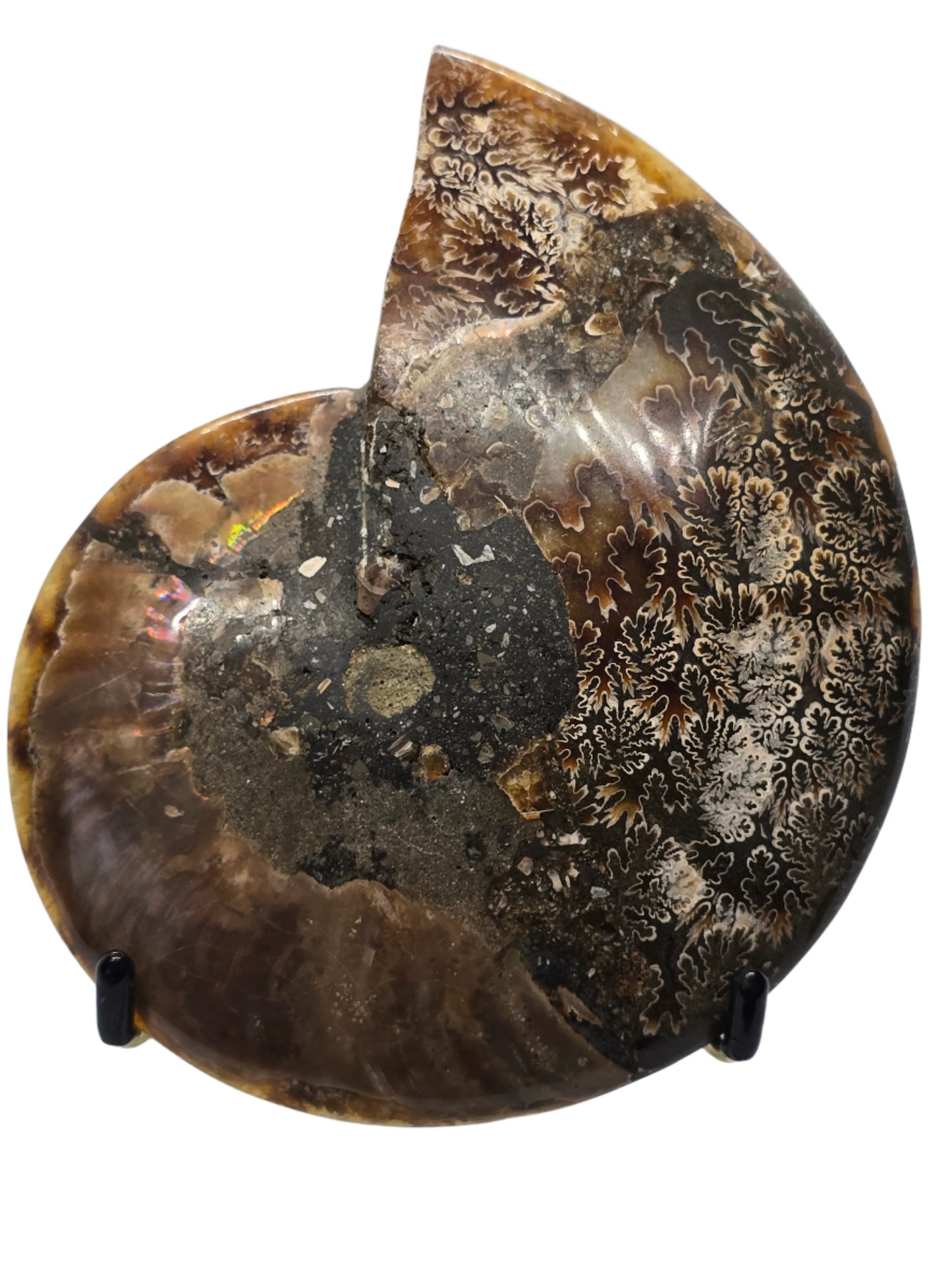 AMMONITE PAIR #22