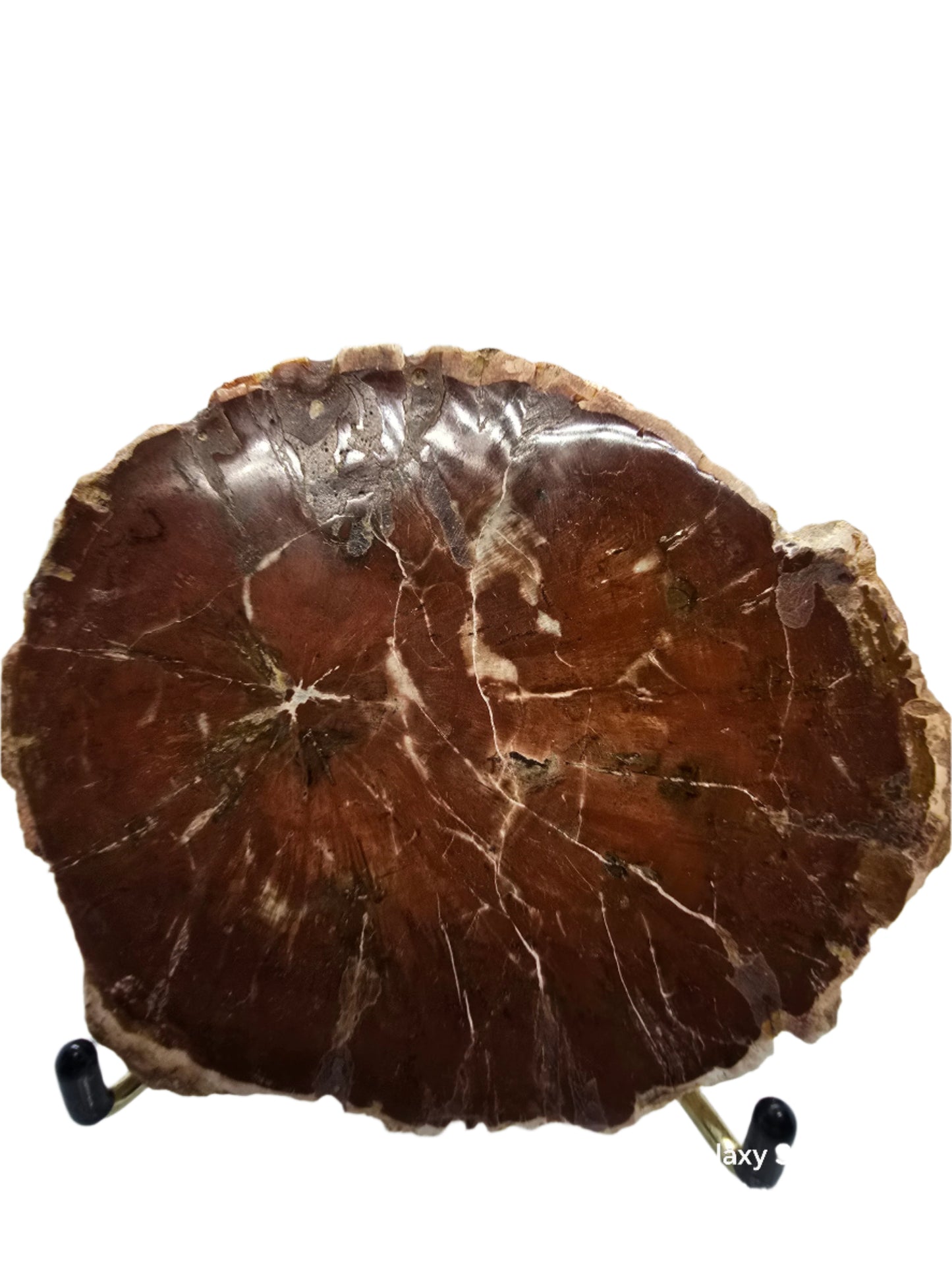 PETRIFIED WOOD SPECIMENS