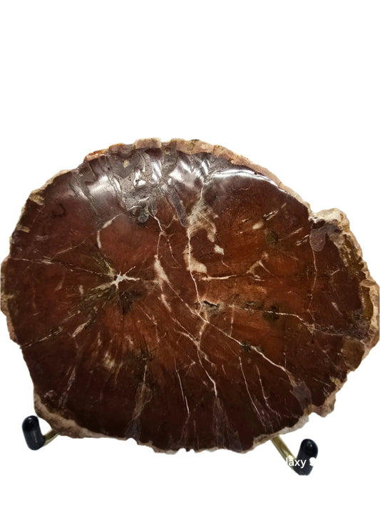 PETRIFIED WOOD SPECIMENS