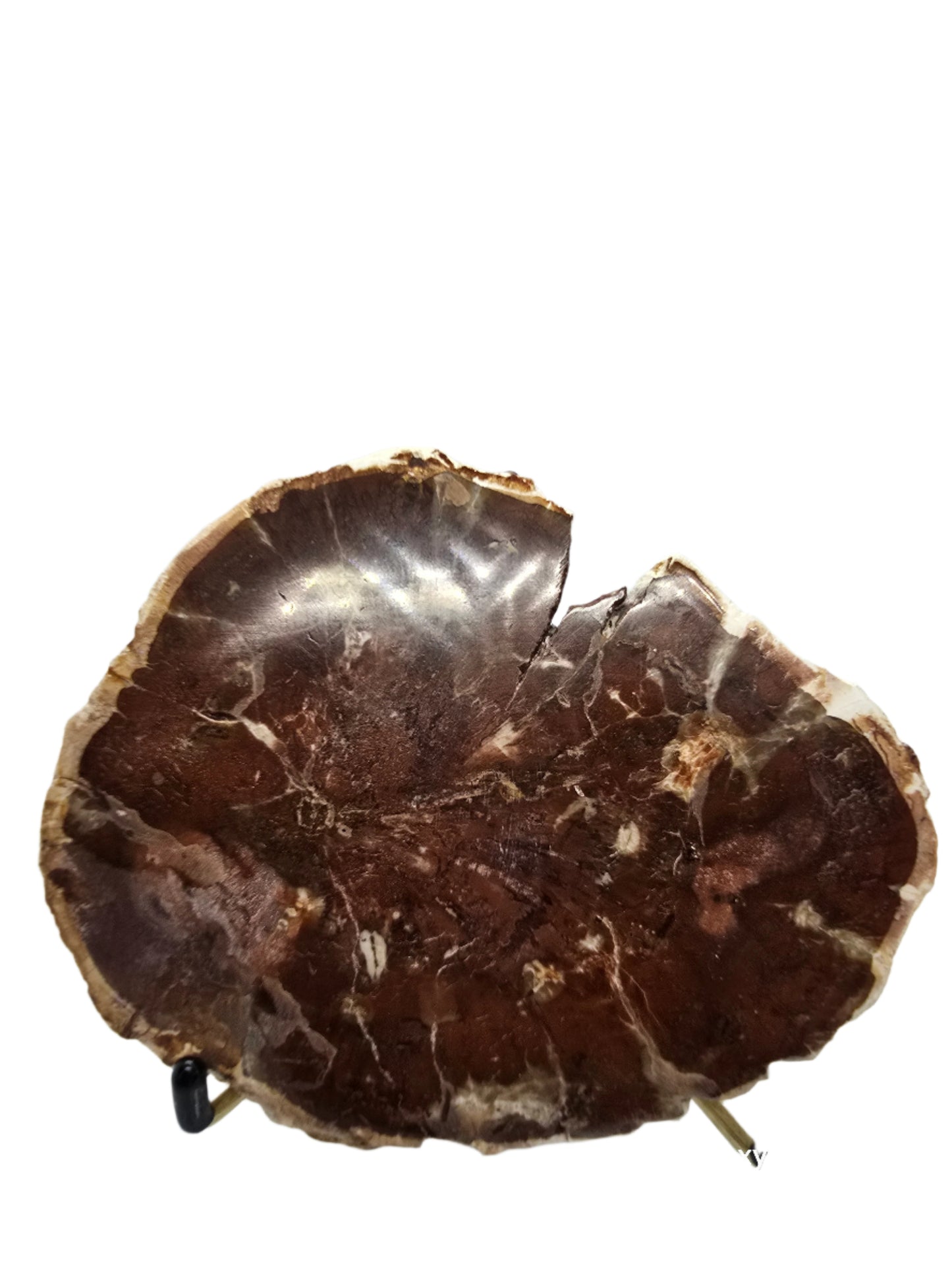 PETRIFIED WOOD SPECIMENS